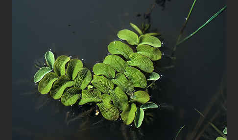 Gewöhnlicher Schwimmfarn (Salvinia natans)