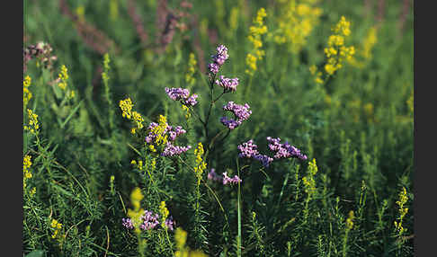 Strandflieder (Limonium spec.)