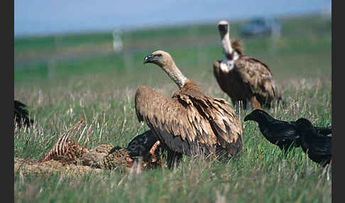 Gänsegeier (Gyps fulvus)