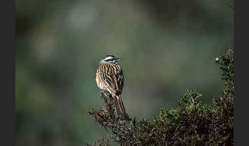 Zippammer (Emberiza cia)