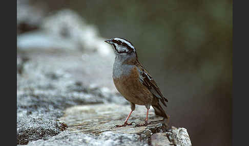 Zippammer (Emberiza cia)