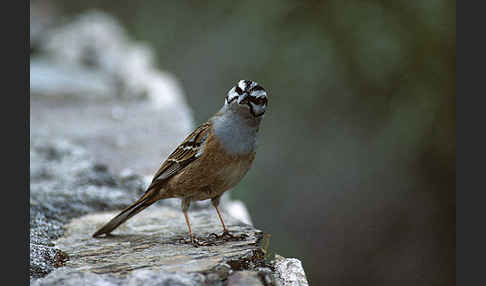 Zippammer (Emberiza cia)