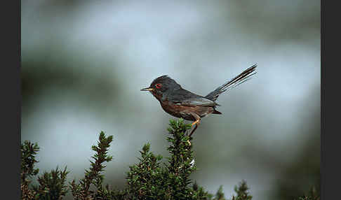 Provencegrasmücke (Sylvia undata)