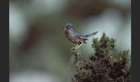 Provencegrasmücke (Sylvia undata)