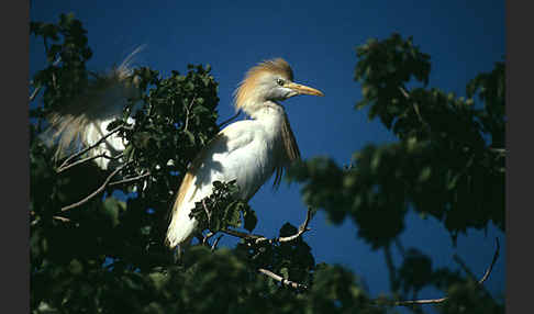 Kuhreiher (Bubulcus ibis)