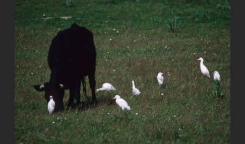 Kuhreiher (Bubulcus ibis)