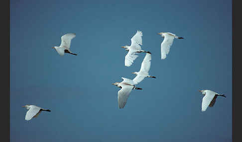 Kuhreiher (Bubulcus ibis)