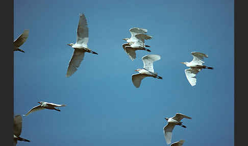 Kuhreiher (Bubulcus ibis)