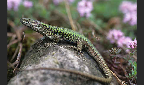 Mauereidechse (Podarcis muralis)