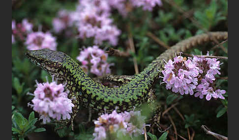 Mauereidechse (Podarcis muralis)