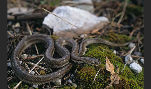 Girondische Schlingnatter (Coronella girondica)