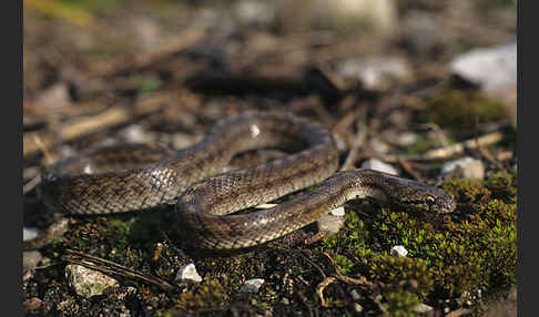 Girondische Schlingnatter (Coronella girondica)