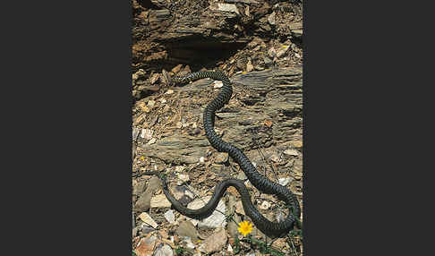 Gelbgrüne Zornnatter (Hierophis viridiflavus)