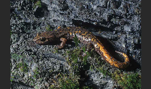 Ligurischer Höhlensalamander (Speleomantes strinatii)