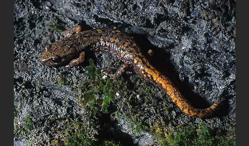 Ligurischer Höhlensalamander (Speleomantes strinatii)