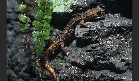 Ligurischer Höhlensalamander (Speleomantes strinatii)