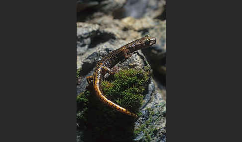 Ligurischer Höhlensalamander (Speleomantes strinatii)