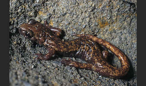 Ligurischer Höhlensalamander (Speleomantes strinatii)