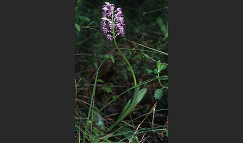 Affen-Knabenkraut x Helm-Knabenkraut (Orchis simia x Orchis militaris)