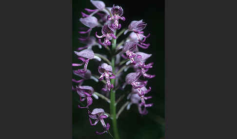 Affen-Knabenkraut x Helm-Knabenkraut (Orchis simia x Orchis militaris)