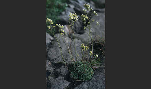 Trauben-Steinbrech (Saxifraga paniculata)