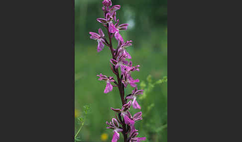 Atlas-Knabenkraut (Orchis patens)