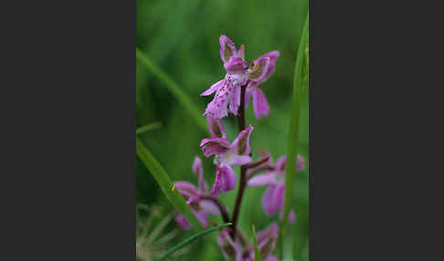 Atlas-Knabenkraut (Orchis patens)