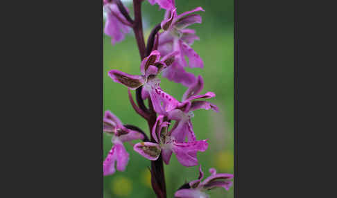 Atlas-Knabenkraut (Orchis patens)