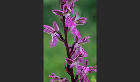 Atlas-Knabenkraut (Orchis patens)