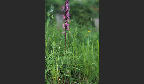 Atlas-Knabenkraut (Orchis patens)