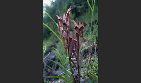 Pflugschar-Zungenstendel (Serapias vomeracea)