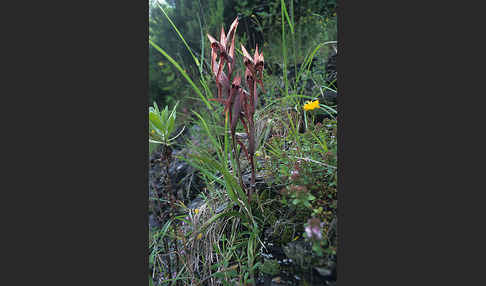 Pflugschar-Zungenstendel (Serapias vomeracea)