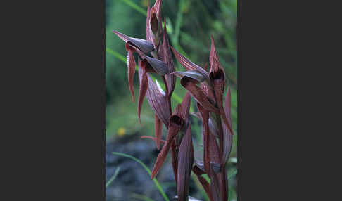 Pflugschar-Zungenstendel (Serapias vomeracea)