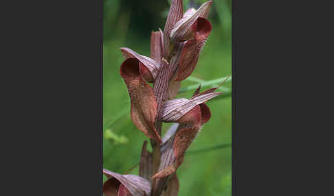 Verkannter Zungenstendel (Serapias neglecta)