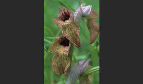 Verkannter Zungenstendel (Serapias neglecta)