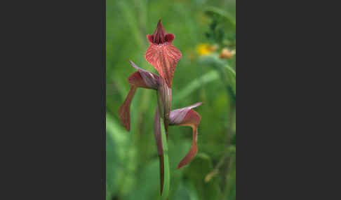 Verkannter Zungenstendel (Serapias neglecta)