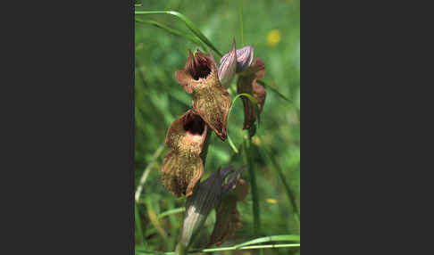 Verkannter Zungenstendel (Serapias neglecta)