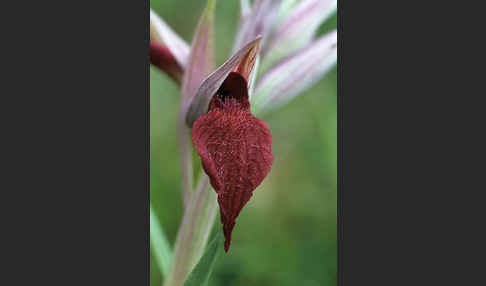 Herzförmiger Zungenstendel (Serapias cordigera)