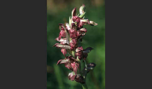 Wanzen-Knabenkraut (Orchis coriophora)