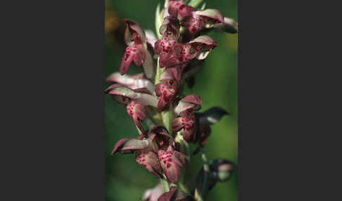 Wanzen-Knabenkraut (Orchis coriophora)