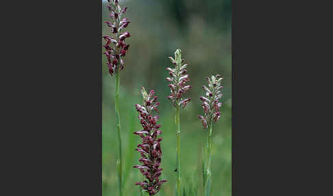 Wanzen-Knabenkraut (Orchis coriophora)