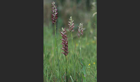 Wanzen-Knabenkraut (Orchis coriophora)