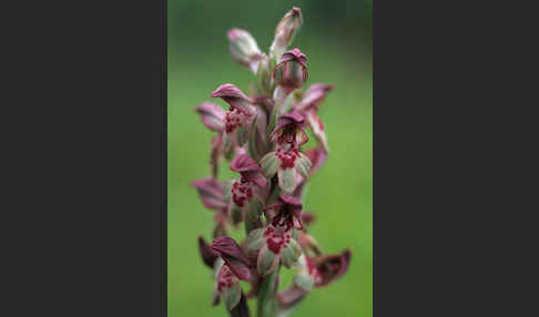 Wanzen-Knabenkraut (Orchis coriophora)