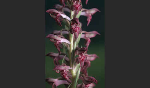 Wanzen-Knabenkraut (Orchis coriophora)