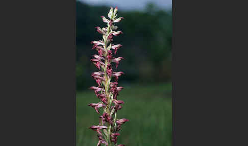 Wanzen-Knabenkraut (Orchis coriophora)