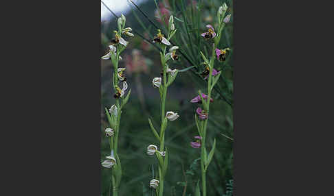 Bienen-Ragwurz (Ophrys apifera)