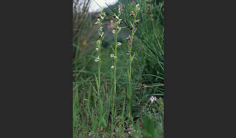 Bienen-Ragwurz (Ophrys apifera)