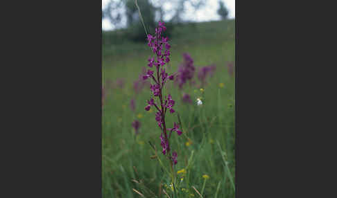 Lockerblütiges Knabenkraut (Orchis laxiflora)