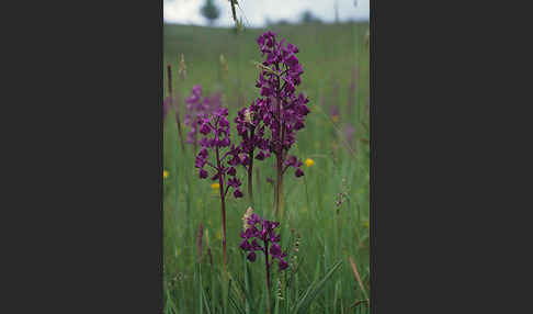 Lockerblütiges Knabenkraut (Orchis laxiflora)