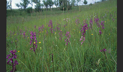 Lockerblütiges Knabenkraut (Orchis laxiflora)